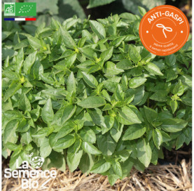 Photo de BASILIC Marseillais - La Semence Bio