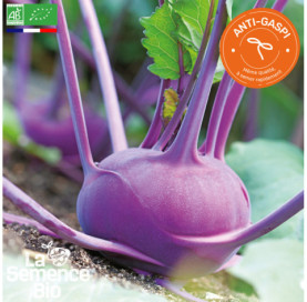 Photo de CHOU-RAVE Azur Star - La Semence Bio