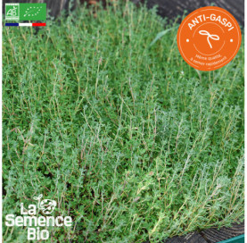 Photo de THYM ordinaire - La Semence Bio