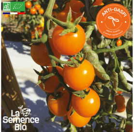 Photo de TOMATE Gold Nugget - La Semence Bio