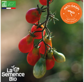 Photo de TOMATE Red pearshaped - La Semence Bio