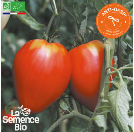 Photo de TOMATE Cur de Buf rose - La Semence Bio