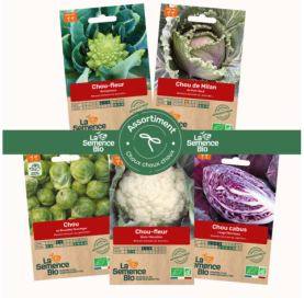 Photo de PAQ d'ASSORTIMENT Choux choux choux - La Semence Bio