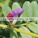 semence bio vesce - engrais vert