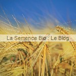 semence bio seigle - engrais vert