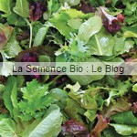 semences bio mesclun crétois