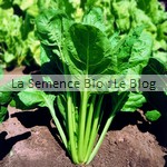 semences de blette bio - potager aout