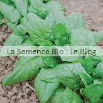 epinard semences bio - graines pour potager