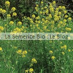 semence bio Moutarde Blanche