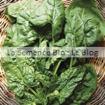 semence bio epinard - potager aout