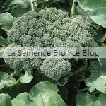 semence de brocoli bio - jardin potager aout