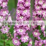 Delphinium semences bio potager