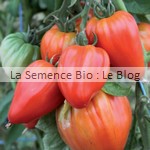 semence bio de tomate- permaculture