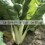 blette semences bio - graines pour potager