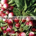 Semences bio de radis - potager