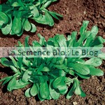 mâche semences bio - graines pour potager