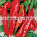 Semences bio de poivron - potager