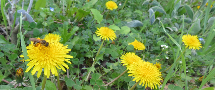 jardin naturel - La Semence Bio