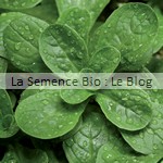 mache semences bio - jeunes pousses