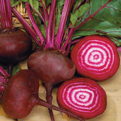 betterave Chioggia - semences bio - légumes d'autrefois