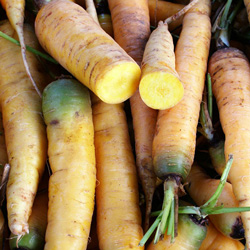 Carotte jaune du Doubs - semences bio - légumes autrefois