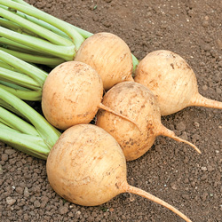 navet jaune Boule d’Or - semences bio - legumes d'autrefois