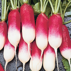 Radis de 18 jours - semences bio - légumes d'autrefois