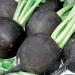 Radis Noir Gros Rond d’Hiver - semences bio - légumes d'autrefois