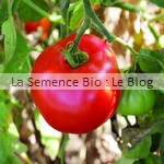 semences bio de tomate