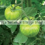 semences bio de tomate green zebra