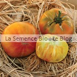 semences bio de tomate ananas - jardin potager couleur