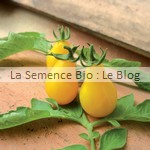 semences bio de tomate - jardin potager en couleur