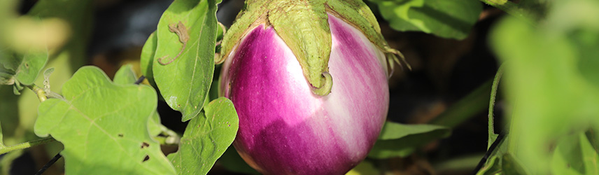 semences bio d'aubergine rose - jardin potager en couleur