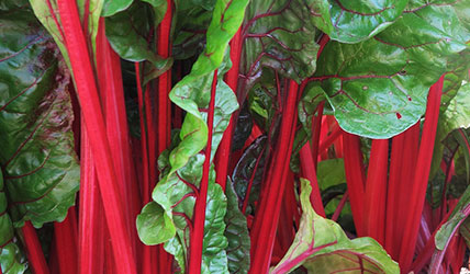 semences bio de carde en mélange - jardin potager