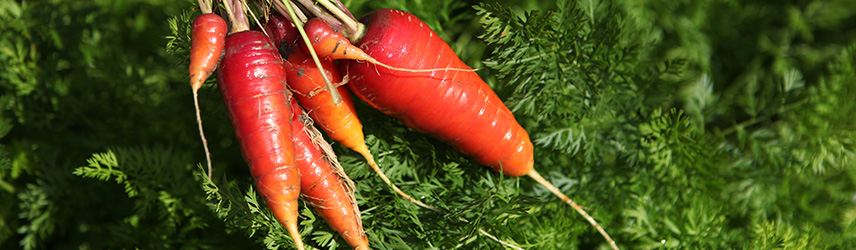 carotte rouge - semences bio 