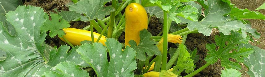 semences bio de courgette jaune - jardin potager en couleur