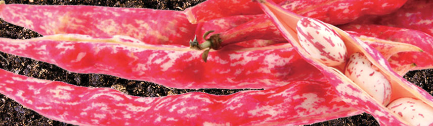 semences de haricot bio - jardin potager en couleur