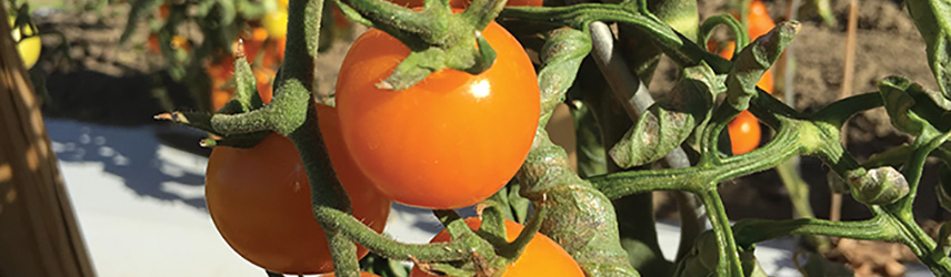 semences bio de tomate - jardin potager en couleur