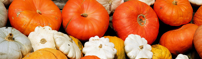 semis de printemps - semences bio de courge