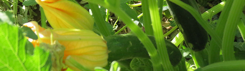 semis bio de courgette - semences de printemps