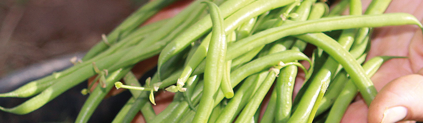 semis d'été haricot bio - potager permaculture