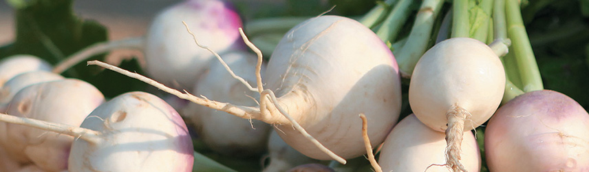 semis d'été de navet bio - potager permaculture