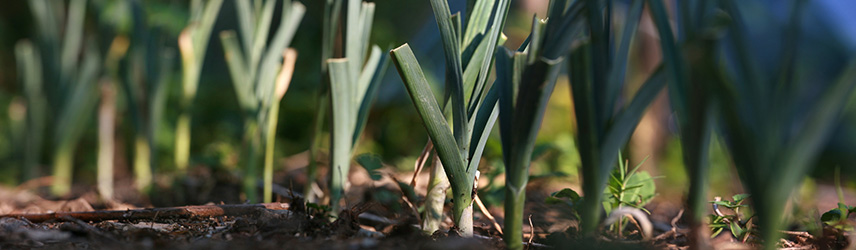 semis de printemps - semences bio poireau