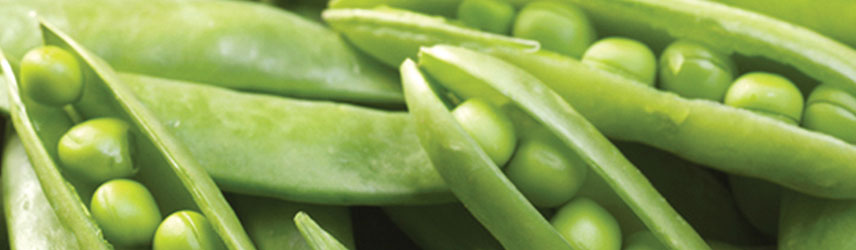 semis de printemps - semences bio de petit pois