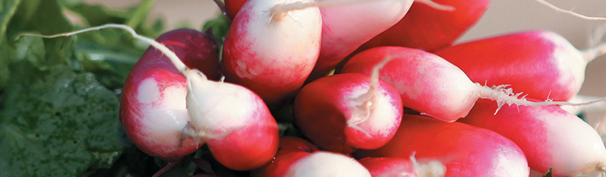 semences bio de radis culture en pot ou potager