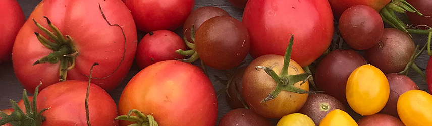 semis de printemps - semences bio de tomate