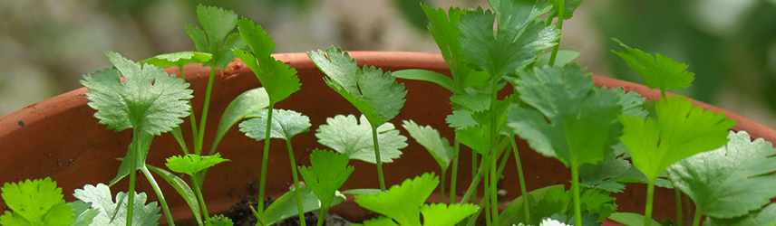 semis d'été aromatiques bio - potager