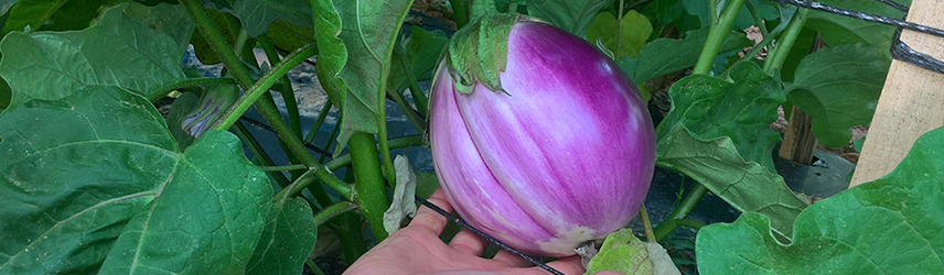 semences bio de aubergine culture en pot ou potager