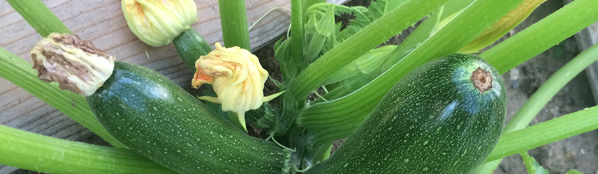 semences bio de courgette culture en pot ou potager