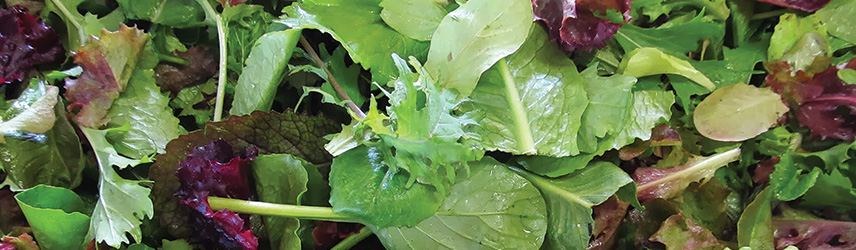 semences bio de jeune pousse - mesclun culture en pot ou potager